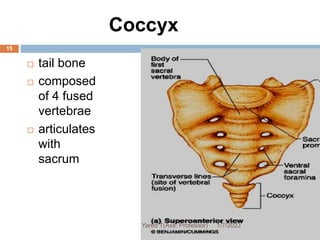 Coccyx
 tail bone
 composed
of 4 fused
vertebrae
 articulates
with
sacrum
15
1/7/2023
Yared T(Ass. Professor)
 