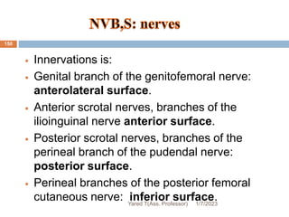  Innervations is:
 Genital branch of the genitofemoral nerve:
anterolateral surface.
 Anterior scrotal nerves, branches of the
ilioinguinal nerve anterior surface.
 Posterior scrotal nerves, branches of the
perineal branch of the pudendal nerve:
posterior surface.
 Perineal branches of the posterior femoral
cutaneous nerve: inferior surface.
1/7/2023
Yared T(Ass. Professor)
150
 
