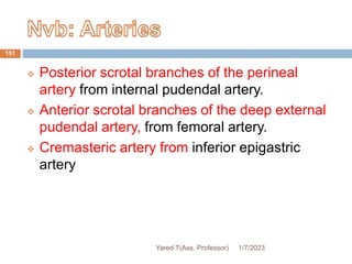  Posterior scrotal branches of the perineal
artery from internal pudendal artery.
 Anterior scrotal branches of the deep external
pudendal artery, from femoral artery.
 Cremasteric artery from inferior epigastric
artery
1/7/2023
Yared T(Ass. Professor)
151
 