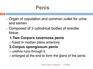 Penis
153
 Organ of copulation and common outlet for urine
and semen
 Composed of 3 cylindrical bodies of erectile
tissue
1.Two Corpora cavernosa penis
 fused in median plane anteriorly
2.Corpus spongiosum penis
 urethra runs through it
 enlarged at the end to form the glans of the penis
1/7/2023
Yared T(Ass. Professor)
 