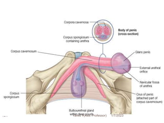 154 1/7/2023
Yared T(Ass. Professor)
 