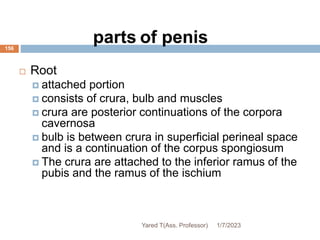 156
parts of penis
 Root
 attached portion
 consists of crura, bulb and muscles
 crura are posterior continuations of the corpora
cavernosa
 bulb is between crura in superficial perineal space
and is a continuation of the corpus spongiosum
 The crura are attached to the inferior ramus of the
pubis and the ramus of the ischium
1/7/2023
Yared T(Ass. Professor)
 