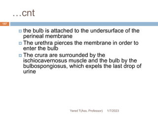 …cnt
 the bulb is attached to the undersurface of the
perineal membrane
 The urethra pierces the membrane in order to
enter the bulb
 The crura are surrounded by the
ischiocavernosus muscle and the bulb by the
bulbospongiosus, which expels the last drop of
urine
1/7/2023
Yared T(Ass. Professor)
157
 