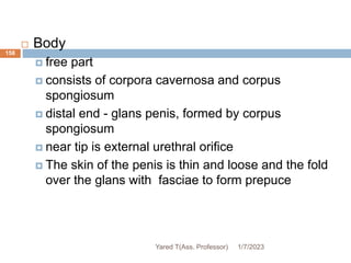 158
 Body
 free part
 consists of corpora cavernosa and corpus
spongiosum
 distal end - glans penis, formed by corpus
spongiosum
 near tip is external urethral orifice
 The skin of the penis is thin and loose and the fold
over the glans with fasciae to form prepuce
1/7/2023
Yared T(Ass. Professor)
 