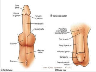 159 1/7/2023
Yared T(Ass. Professor)
 