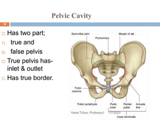 Pelvic Cavity
 Has two part;
1) true and
2) false pelvis
 True pelvis has-
inlet & outlet
 Has true border.
1/7/2023
Yared T(Ass. Professor)
16
 