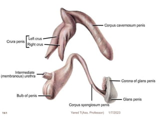 161 1/7/2023
Yared T(Ass. Professor)
 