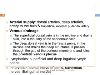 162
 Arterial supply: dorsal arteries, deep arteries,
artery to the bulb & Superficial external pudendal artery
 Venous drainage:
 The superficial dorsal vein is in the midline and drains
skin, into a tributary of the saphenous vein
 The deep dorsal vein is in the fascia penis, in the
midline and drains the deep structures. It passes
through the gap of the perineal membrane and joins
the prostatic venous plexus.
 Lymphatics: superficial and deep inguinal lymph
nodes
 Innervation: dorsal nerve of penis, cavernous
nerves, ilioinguinal nerves 1/7/2023
Yared T(Ass. Professor)
 