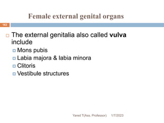 Female external genital organs
 The external genitalia also called vulva
include
 Mons pubis
 Labia majora & labia minora
 Clitoris
 Vestibule structures
163
1/7/2023
Yared T(Ass. Professor)
 
