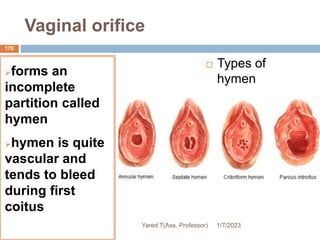 Vaginal orifice
forms an
incomplete
partition called
hymen
hymen is quite
vascular and
tends to bleed
during first
coitus
 Types of
hymen
1/7/2023
Yared T(Ass. Professor)
170
 