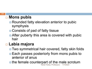 171
 Mons pubis
 Rounded fatty elevation anterior to pubic
symphysis
 Consists of pad of fatty tissue
 After puberty this area is covered with pubic
hair
 Labia majora
 Two symmetrical hair covered, fatty skin folds
 Each passes posteriorly from mons pubis to
anterior of anus
 the female counterpart of the male scrotum
1/7/2023
Yared T(Ass. Professor)
 