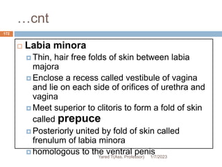 …cnt
 Labia minora
 Thin, hair free folds of skin between labia
majora
 Enclose a recess called vestibule of vagina
and lie on each side of orifices of urethra and
vagina
 Meet superior to clitoris to form a fold of skin
called prepuce
 Posteriorly united by fold of skin called
frenulum of labia minora
 homologous to the ventral penis
1/7/2023
Yared T(Ass. Professor)
172
 