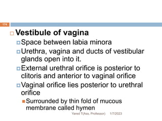 174
 Vestibule of vagina
Space between labia minora
Urethra, vagina and ducts of vestibular
glands open into it.
External urethral orifice is posterior to
clitoris and anterior to vaginal orifice
Vaginal orifice lies posterior to urethral
orifice
Surrounded by thin fold of mucous
membrane called hymen
1/7/2023
Yared T(Ass. Professor)
 