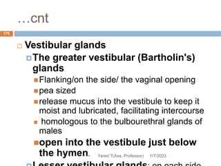 …cnt
 Vestibular glands
The greater vestibular (Bartholin's)
glands
Flanking/on the side/ the vaginal opening
pea sized
release mucus into the vestibule to keep it
moist and lubricated, facilitating intercourse
 homologous to the bulbourethral glands of
males
open into the vestibule just below
the hymen. 1/7/2023
Yared T(Ass. Professor)
175
 