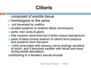 176
Clitoris
 composed of erectile tissue
 homologous to the penis
 not traversed by urethra
 located posterior to anterior labial commissure
 parts: root ,body & glans
 Has corpora cavernosa but it lacks corpus spongiosum
 parts of labia minora anterior to clitoris form prepuce
and posterior form frenulum
 richly innervated with sensory nerve endings sensitive
to touch, and it becomes swollen with blood and erect
during tactile stimulation,
contributing to a female’s sexual arousal
1/7/2023
Yared T(Ass. Professor)
 