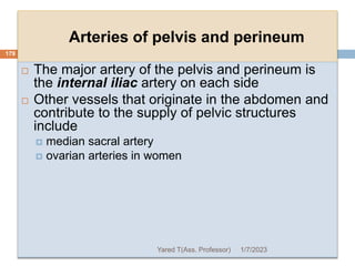 Arteries of pelvis and perineum
179
 The major artery of the pelvis and perineum is
the internal iliac artery on each side
 Other vessels that originate in the abdomen and
contribute to the supply of pelvic structures
include
 median sacral artery
 ovarian arteries in women
1/7/2023
Yared T(Ass. Professor)
 