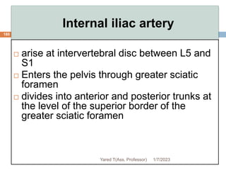 Internal iliac artery
180
 arise at intervertebral disc between L5 and
S1
 Enters the pelvis through greater sciatic
foramen
 divides into anterior and posterior trunks at
the level of the superior border of the
greater sciatic foramen
1/7/2023
Yared T(Ass. Professor)
 