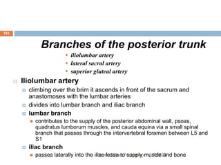 181
Branches of the posterior trunk
 iliolumbar artery
 lateral sacral artery
 superior gluteal artery
 Iliolumbar artery
 climbing over the brim it ascends in front of the sacrum and
anastomoses with the lumbar arteries
 divides into lumbar branch and iliac branch
 lumbar branch
 contributes to the supply of the posterior abdominal wall, psoas,
quadratus lumborum muscles, and cauda equina via a small spinal
branch that passes through the intervertebral foramen between L5 and
S1
 iliac branch
 passes laterally into the iliac fossa to supply muscle and bone
1/7/2023
Yared T(Ass. Professor)
 
