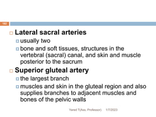 182
 Lateral sacral arteries
 usually two
 bone and soft tissues, structures in the
vertebral (sacral) canal, and skin and muscle
posterior to the sacrum
 Superior gluteal artery
 the largest branch
 muscles and skin in the gluteal region and also
supplies branches to adjacent muscles and
bones of the pelvic walls
1/7/2023
Yared T(Ass. Professor)
 