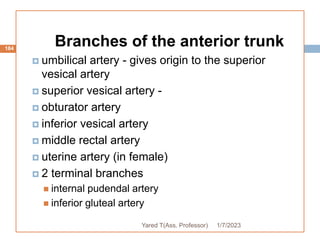 184
Branches of the anterior trunk
 umbilical artery - gives origin to the superior
vesical artery
 superior vesical artery -
 obturator artery
 inferior vesical artery
 middle rectal artery
 uterine artery (in female)
 2 terminal branches
 internal pudendal artery
 inferior gluteal artery
1/7/2023
Yared T(Ass. Professor)
 