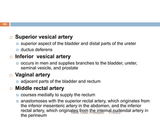 185
 Superior vesical artery
 superior aspect of the bladder and distal parts of the ureter
 ductus deferens
 Inferior vesical artery
 occurs in men and supplies branches to the bladder, ureter,
seminal vesicle, and prostate
 Vaginal artery
 adjacent parts of the bladder and rectum
 Middle rectal artery
 courses medially to supply the rectum
 anastomoses with the superior rectal artery, which originates from
the inferior mesenteric artery in the abdomen, and the inferior
rectal artery, which originates from the internal pudendal artery in
the perineum
1/7/2023
Yared T(Ass. Professor)
 