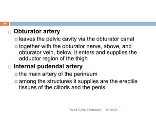 186
 Obturator artery
 leaves the pelvic cavity via the obturator canal
 together with the obturator nerve, above, and
obturator vein, below, it enters and supplies the
adductor region of the thigh
 Internal pudendal artery
 the main artery of the perineum
 among the structures it supplies are the erectile
tissues of the clitoris and the penis.
1/7/2023
Yared T(Ass. Professor)
 