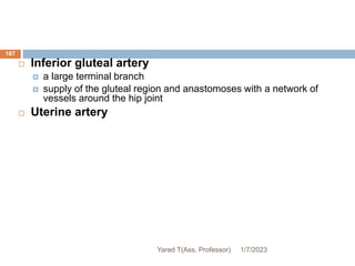 187
 Inferior gluteal artery
 a large terminal branch
 supply of the gluteal region and anastomoses with a network of
vessels around the hip joint
 Uterine artery
1/7/2023
Yared T(Ass. Professor)
 