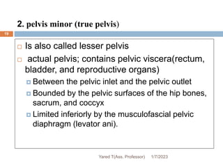 2. pelvis minor (true pelvis)
 Is also called lesser pelvis
 actual pelvis; contains pelvic viscera(rectum,
bladder, and reproductive organs)
 Between the pelvic inlet and the pelvic outlet
 Bounded by the pelvic surfaces of the hip bones,
sacrum, and coccyx
 Limited inferiorly by the musculofascial pelvic
diaphragm (levator ani).
1/7/2023
Yared T(Ass. Professor)
19
 