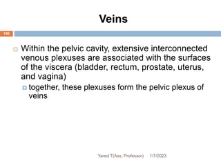 Veins
190
 Within the pelvic cavity, extensive interconnected
venous plexuses are associated with the surfaces
of the viscera (bladder, rectum, prostate, uterus,
and vagina)
 together, these plexuses form the pelvic plexus of
veins
1/7/2023
Yared T(Ass. Professor)
 