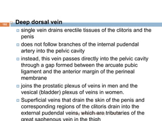 192  Deep dorsal vein
 single vein drains erectile tissues of the clitoris and the
penis
 does not follow branches of the internal pudendal
artery into the pelvic cavity
 instead, this vein passes directly into the pelvic cavity
through a gap formed between the arcuate pubic
ligament and the anterior margin of the perineal
membrane
 joins the prostatic plexus of veins in men and the
vesical (bladder) plexus of veins in women.
 Superficial veins that drain the skin of the penis and
corresponding regions of the clitoris drain into the
external pudendal veins, which are tributaries of the
1/7/2023
Yared T(Ass. Professor)
 