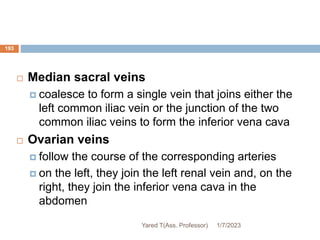 193
 Median sacral veins
 coalesce to form a single vein that joins either the
left common iliac vein or the junction of the two
common iliac veins to form the inferior vena cava
 Ovarian veins
 follow the course of the corresponding arteries
 on the left, they join the left renal vein and, on the
right, they join the inferior vena cava in the
abdomen
1/7/2023
Yared T(Ass. Professor)
 
