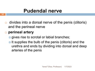 197
Pudendal nerve
 divides into a dorsal nerve of the penis (clitoris)
and the perineal nerve
 perineal artery
 gives rise to scrotal or labial branches;
 It supplies the bulb of the penis (clitoris) and the
urethra and ends by dividing into dorsal and deep
arteries of the penis
1/7/2023
Yared T(Ass. Professor)
 