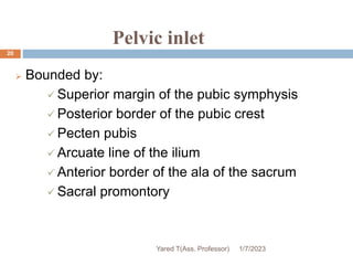 Pelvic inlet
20
 Bounded by:
 Superior margin of the pubic symphysis
 Posterior border of the pubic crest
 Pecten pubis
 Arcuate line of the ilium
 Anterior border of the ala of the sacrum
 Sacral promontory
1/7/2023
Yared T(Ass. Professor)
 