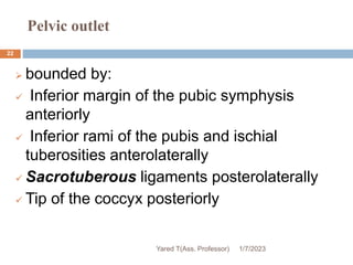 Pelvic outlet
 bounded by:
 Inferior margin of the pubic symphysis
anteriorly
 Inferior rami of the pubis and ischial
tuberosities anterolaterally
 Sacrotuberous ligaments posterolaterally
 Tip of the coccyx posteriorly
1/7/2023
Yared T(Ass. Professor)
22
 