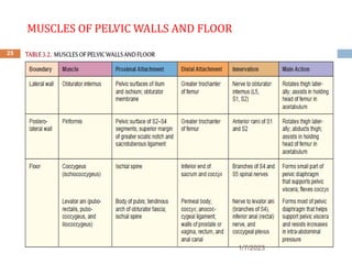 MUSCLES OF PELVIC WALLS AND FLOOR
25
1/7/2023
 