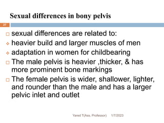 Sexual differences in bony pelvis
27
 sexual differences are related to:
 heavier build and larger muscles of men
 adaptation in women for childbearing
 The male pelvis is heavier ,thicker, & has
more prominent bone markings
 The female pelvis is wider, shallower, lighter,
and rounder than the male and has a larger
pelvic inlet and outlet
1/7/2023
Yared T(Ass. Professor)
 