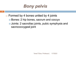 Bony pelvis
 Formed by 4 bones united by 4 joints
 Bones: 2 hip bones, sacrum and coccyx
 Joints: 2 sacroiliac joints, pubic symphysis and
sacrococcygeal joint
1/7/2023
Yared T(Ass. Professor)
3
 