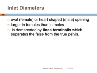 Inlet Diameters
34
 oval (female) or heart shaped (male) opening
 larger in females than in males
 is demarcated by linea terminalis which
separates the false from the true pelvis.
1/7/2023
Yared T(Ass. Professor)
 
