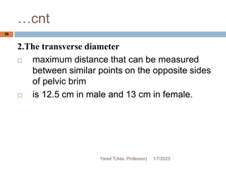 …cnt
36
2.The transverse diameter
 maximum distance that can be measured
between similar points on the opposite sides
of pelvic brim
 is 12.5 cm in male and 13 cm in female.
1/7/2023
Yared T(Ass. Professor)
 