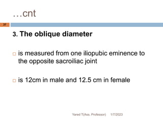 …cnt
37
3. The oblique diameter
 is measured from one iliopubic eminence to
the opposite sacroiliac joint
 is 12cm in male and 12.5 cm in female
1/7/2023
Yared T(Ass. Professor)
 