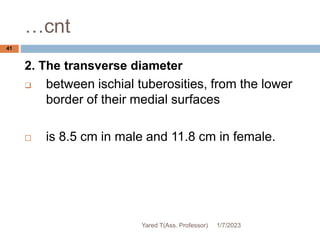 …cnt
41
2. The transverse diameter
 between ischial tuberosities, from the lower
border of their medial surfaces
 is 8.5 cm in male and 11.8 cm in female.
1/7/2023
Yared T(Ass. Professor)
 