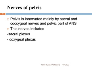 Nerves of pelvis
44
 Pelvis is innervated mainly by sacral and
coccygeal nerves and pelvic part of ANS
 This nerves includes
-sacral plexus
- coxygeal plexus
1/7/2023
Yared T(Ass. Professor)
 