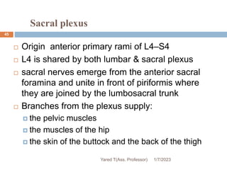Sacral plexus
45
 Origin anterior primary rami of L4–S4
 L4 is shared by both lumbar & sacral plexus
 sacral nerves emerge from the anterior sacral
foramina and unite in front of piriformis where
they are joined by the lumbosacral trunk
 Branches from the plexus supply:
 the pelvic muscles
 the muscles of the hip
 the skin of the buttock and the back of the thigh
1/7/2023
Yared T(Ass. Professor)
 