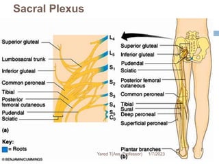 Sacral Plexus
47
1/7/2023
Yared T(Ass. Professor)
 