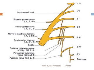 48
1/7/2023
Yared T(Ass. Professor)
 