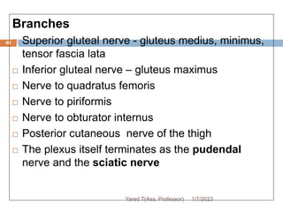 Branches
 Superior gluteal nerve - gluteus medius, minimus,
tensor fascia lata
 Inferior gluteal nerve – gluteus maximus
 Nerve to quadratus femoris
 Nerve to piriformis
 Nerve to obturator internus
 Posterior cutaneous nerve of the thigh
 The plexus itself terminates as the pudendal
nerve and the sciatic nerve
49
1/7/2023
Yared T(Ass. Professor)
 