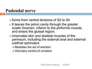 50
Pudendal nerve
 forms from ventral divisions of S2 to S4
 It leaves the pelvic cavity through the greater
sciatic foramen, inferior to the piriformis muscle,
and enters the gluteal region;
 innervates skin and skeletal muscles of the
perineum, including the external anal and external
urethral sphincters
 Mediates the act of erection
 Voluntary control of urination
1/7/2023
Yared T(Ass. Professor)
 