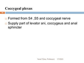 54
Coccygeal plexus
 Formed from S4 ,S5 and coccygeal nerve
 Supply part of levator ani, coccygeus and anal
sphincter
1/7/2023
Yared T(Ass. Professor)
 