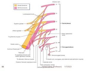 56 1/7/2023
Yared T(Ass. Professor)
 