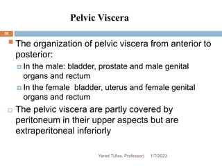 Pelvic Viscera
58
The organization of pelvic viscera from anterior to
posterior:
 In the male: bladder, prostate and male genital
organs and rectum
 In the female: bladder, uterus and female genital
organs and rectum
 The pelvic viscera are partly covered by
peritoneum in their upper aspects but are
extraperitoneal inferiorly
1/7/2023
Yared T(Ass. Professor)
 
